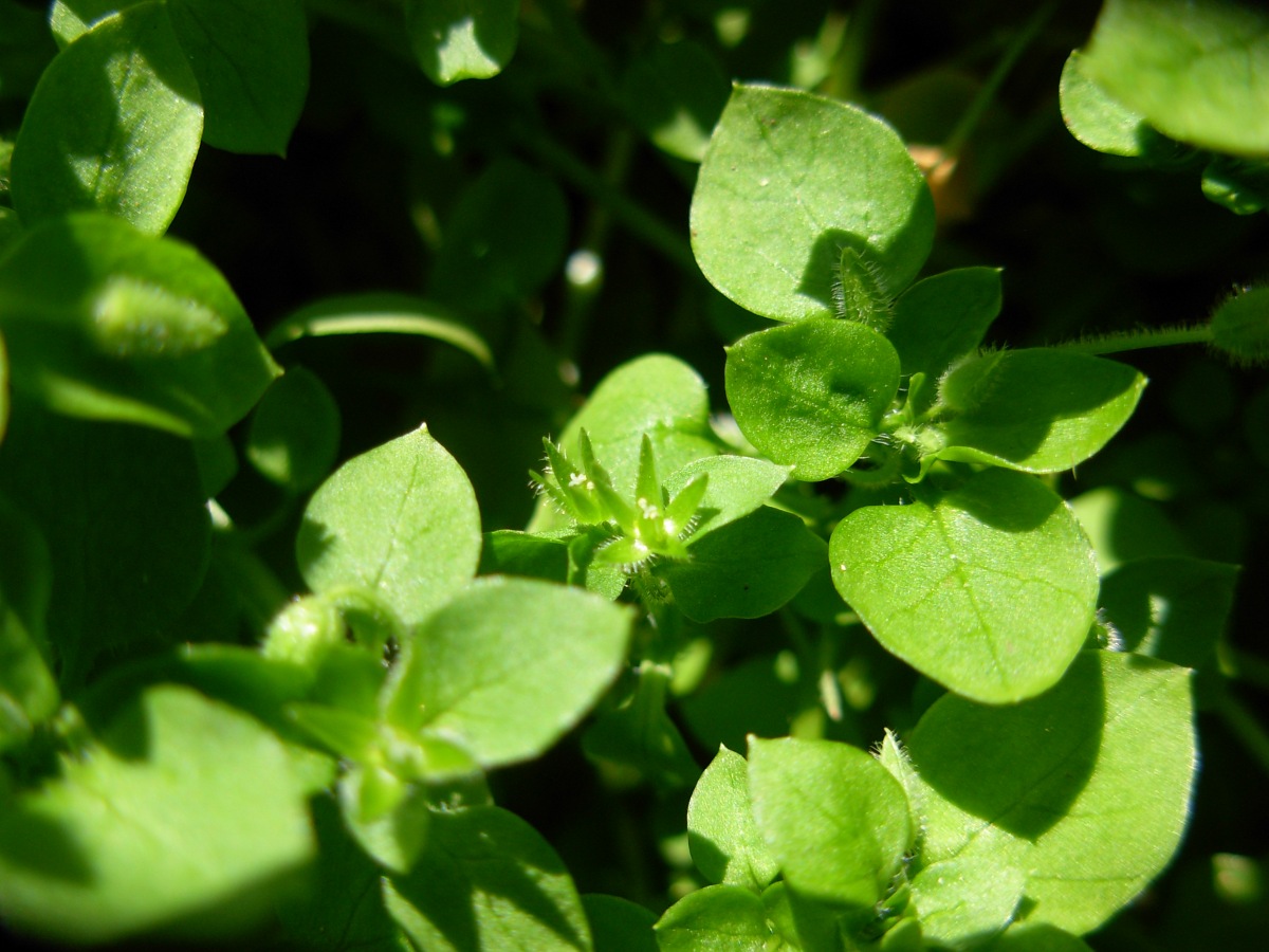 Stellaria pallida / Centocchio senza petali